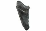 Partial Fossil Megalodon Tooth - South Carolina #293964-1